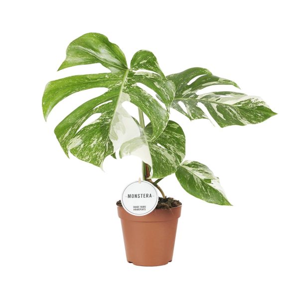 Monstera Deliciosa Variegata ↨45cm-ø15cm