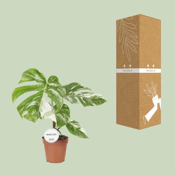Monstera Deliciosa Variegata ↨45cm-ø15cm - Afbeelding 3