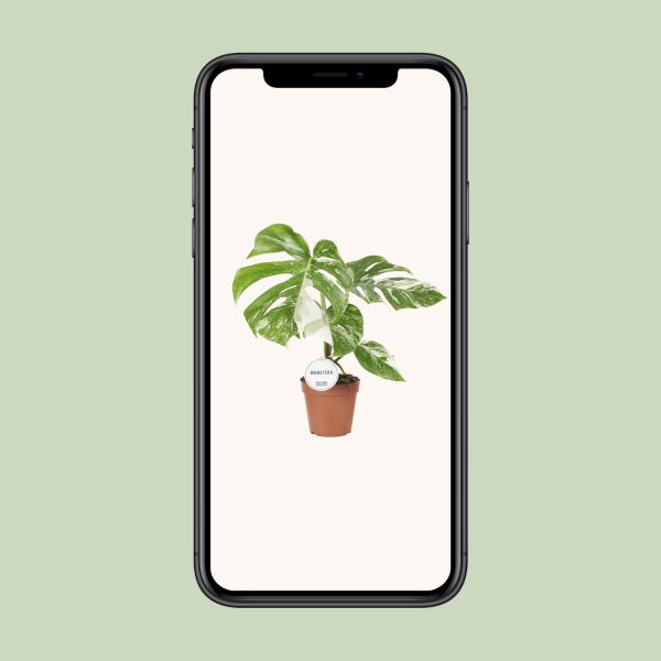 Monstera Deliciosa Variegata ↨45cm-ø15cm - Afbeelding 4