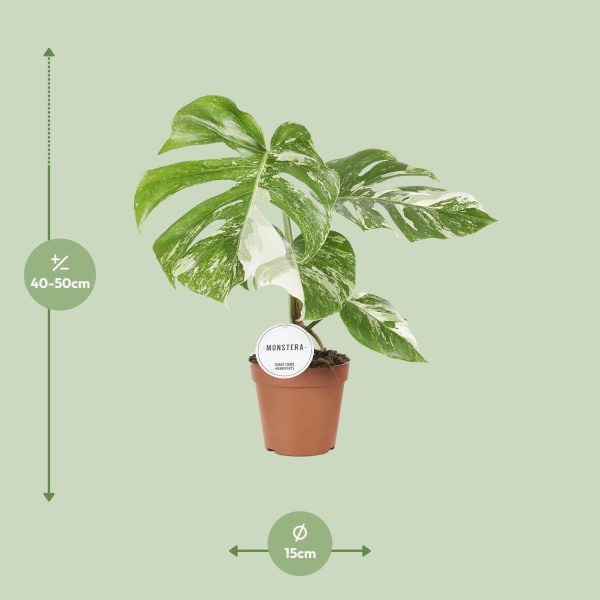 Monstera Deliciosa Variegata ↨45cm-ø15cm - Afbeelding 7