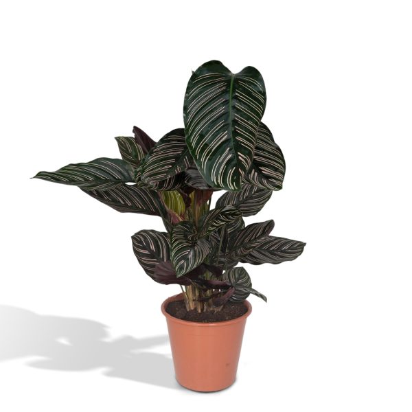 Calathea Ornata - Ø19 - ↕75cm