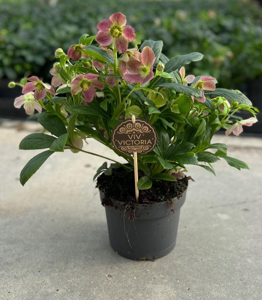 Sfeervolle Helleborus Viv Victoria met zachtroze bloemen – wintergroene tuinplant