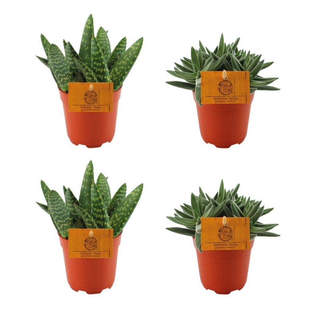 Vier potjes met succulenten: Aloe 'Jurassic Dino' en Crassula 'Sardinie Siesta'