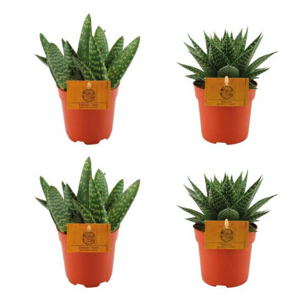 Aloë Paradisicum en Gasteria Hybride Aurora ↨10cm-ø11cm