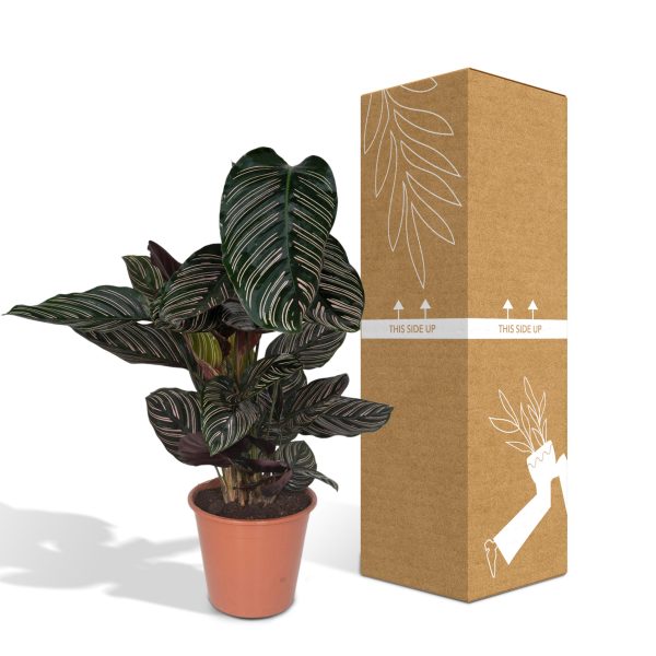Calathea Ornata - Ø19 - ↕75cm - Afbeelding 2