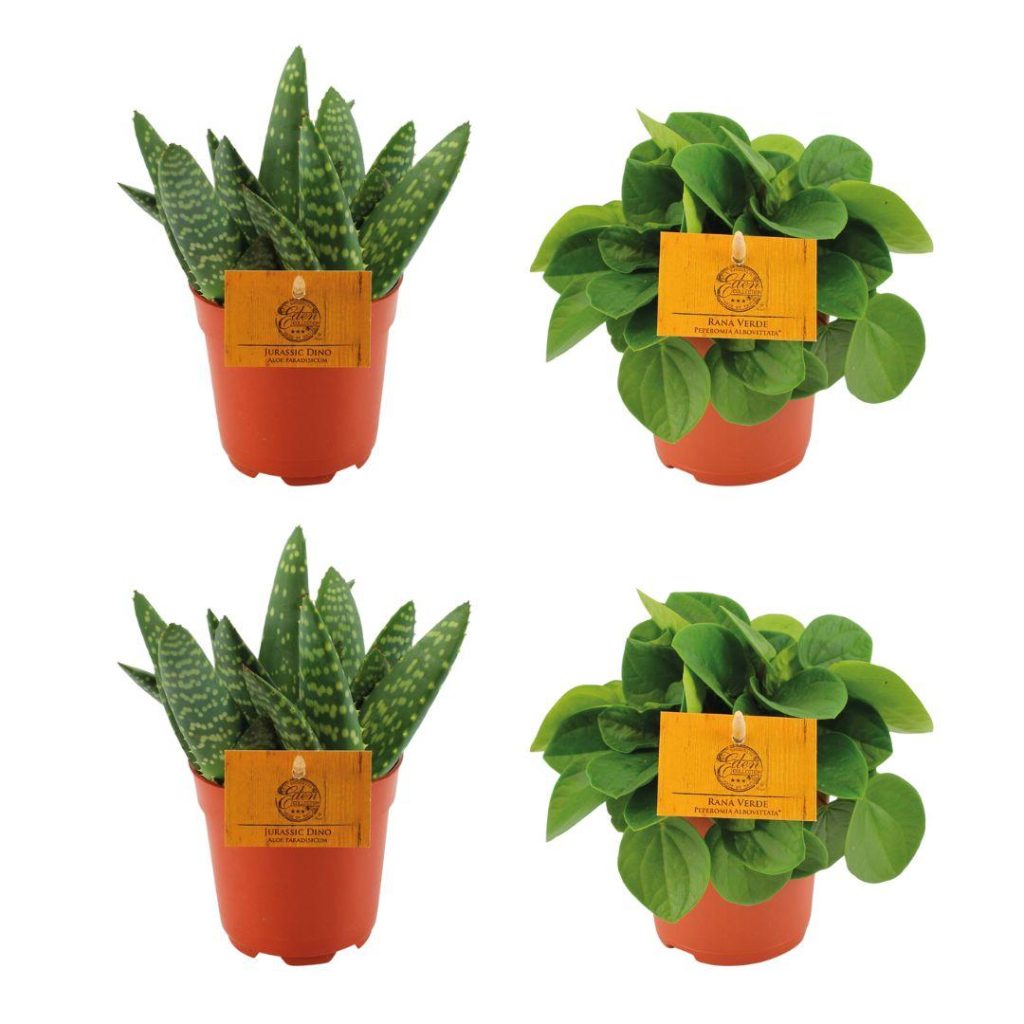 Duo met Jurassic Dino aloe (Aloe variegata) en Rana Verde Peperomia (albovittata)
