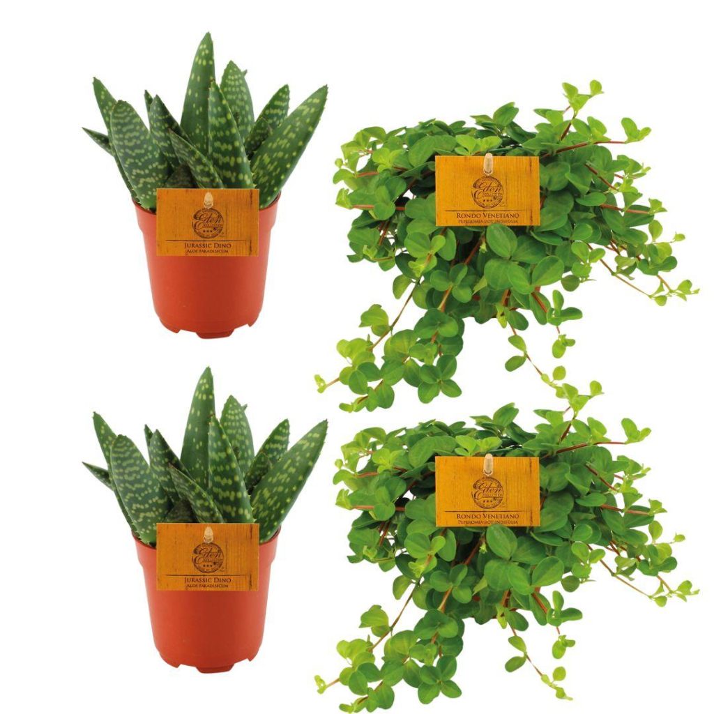 Set van Jurassic Dino aloë en Rondo Veneto peperomia rotundifolia in potten