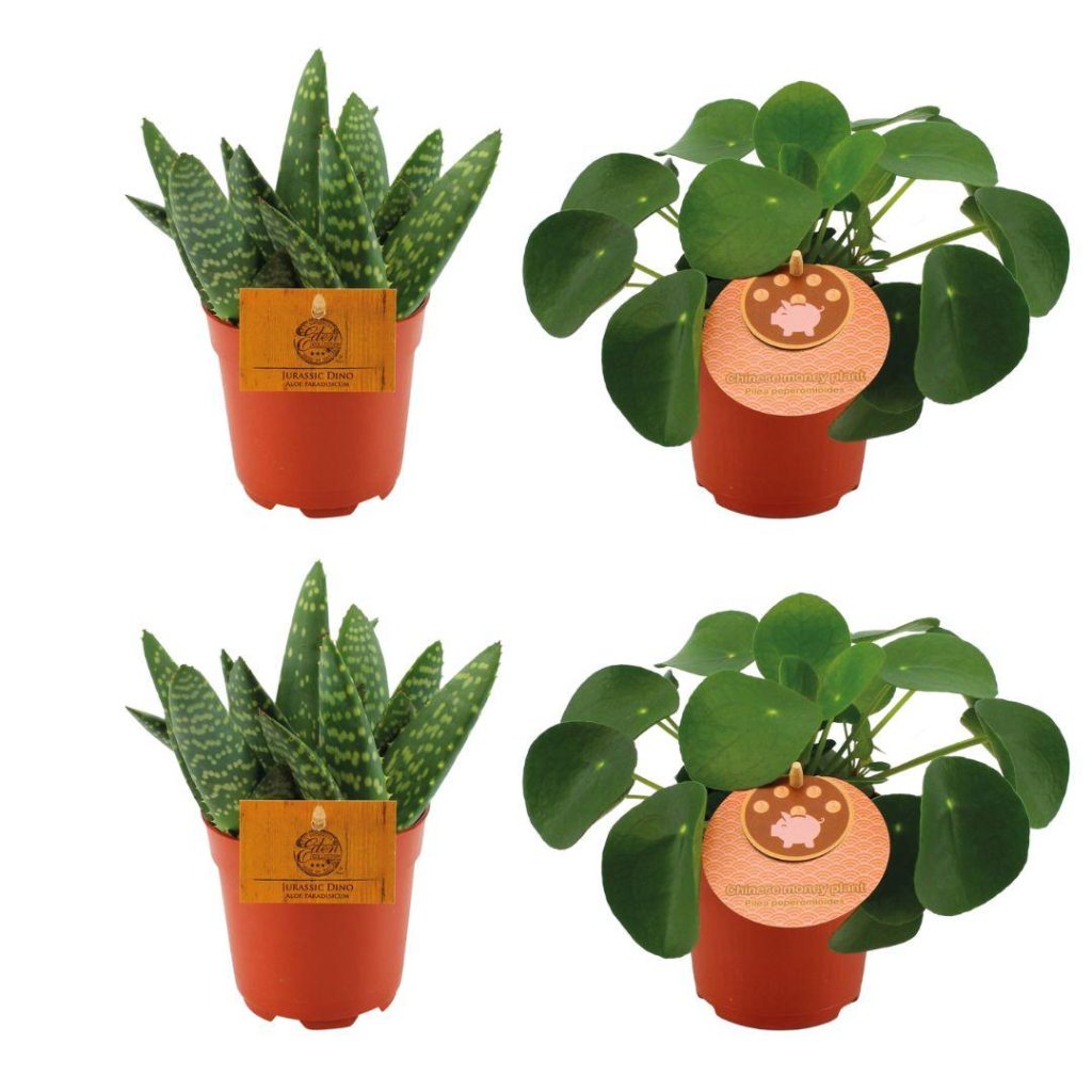 Set van Jurassic Dino aloë en Chinese geldplant Pilea peperomioides in potten