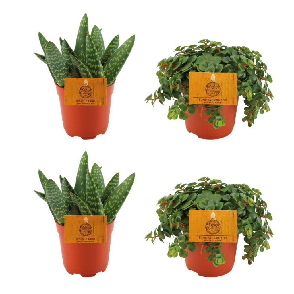 Set van Jurassic Dino aloë en Tundra Tornado Sedum in pot
