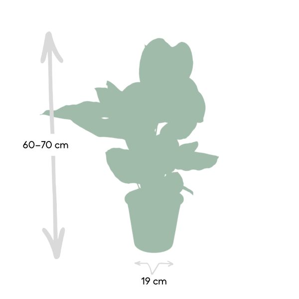 Calathea Ornata - Ø19 - ↕75cm - Afbeelding 3