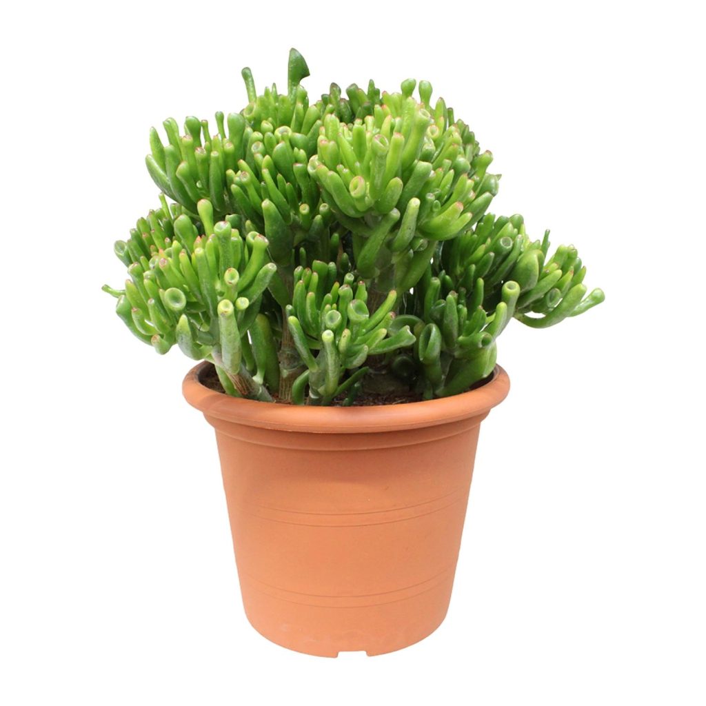 Crassula ovata 'Gollum' jadeplant met buisvormige bladeren in terracotta pot