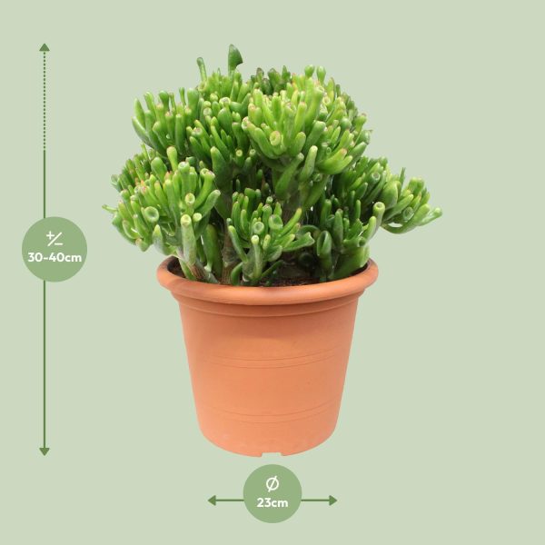 Crassula ovata 'Gollum' met unieke buisvormige bladeren in terracotta pot