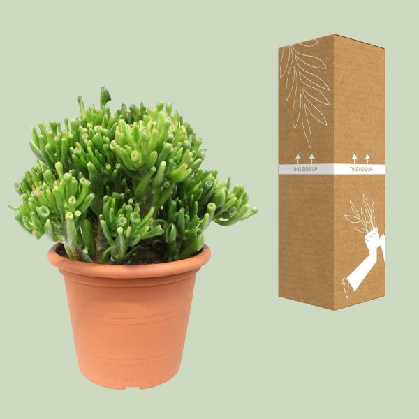 Crassula ovata 'Gollum' met buisvormige bladeren in terracottapot