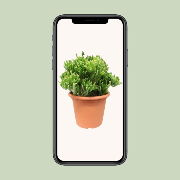 Crassula ovata 'Gollum' met kokerachtige succulente bladeren in terracottapot