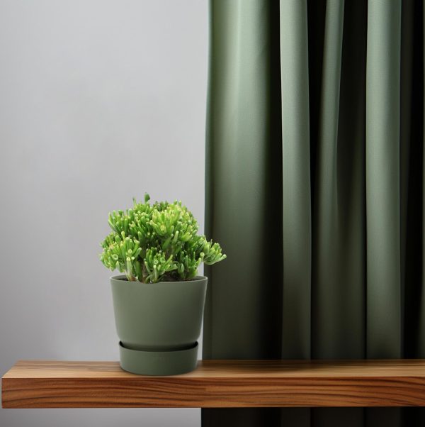 Gollum jadeplant in moderne groene pot