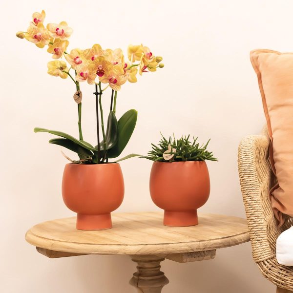 Oranje Phalaenopsis orchidee potmaat Ø9cm - Afbeelding 3