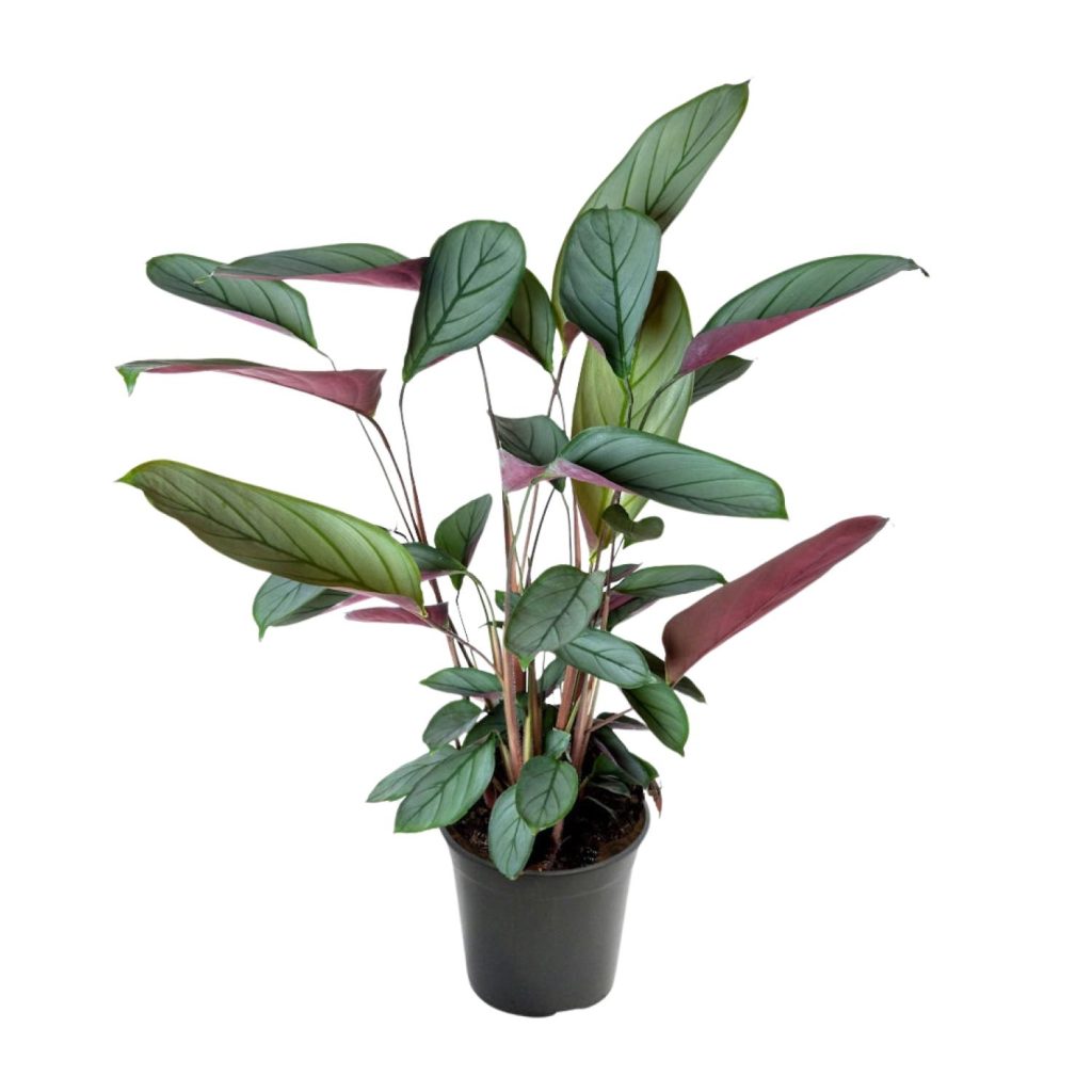 Calathea ornata kamerplant met donkergroene bladeren en paarse onderzijde