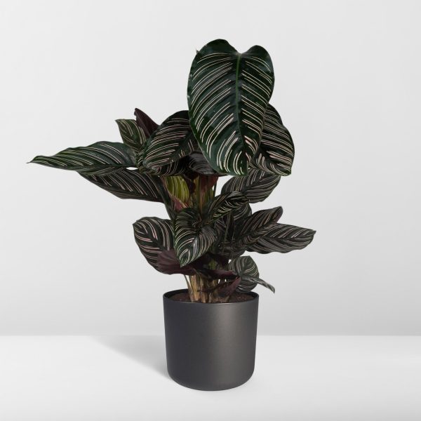 Calathea Ornata - Ø19 - ↕75cm - Afbeelding 8