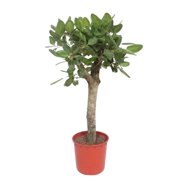 Ficus Benghalensis boom ↨150cm-ø34cm
