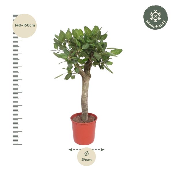 Ficus Benghalensis boom ↨150cm-ø34cm - Afbeelding 2