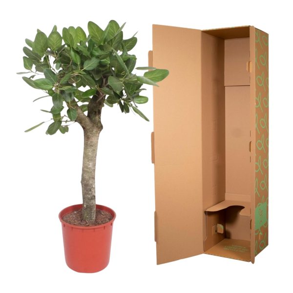 Ficus Benghalensis boom ↨150cm-ø34cm - Afbeelding 3