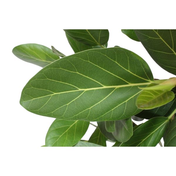 Ficus Benghalensis boom ↨150cm-ø34cm - Afbeelding 5