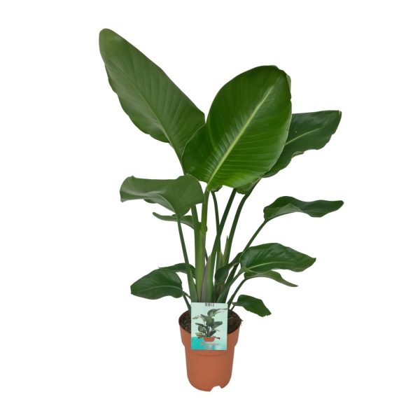 Strelitzia Nicolai ↨80cm-ø19cm