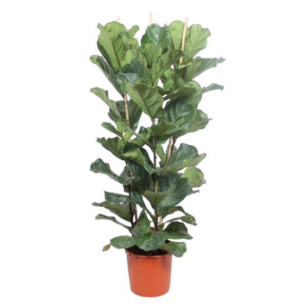 Ficus Lyrata Struik ↨180cm-ø30cm