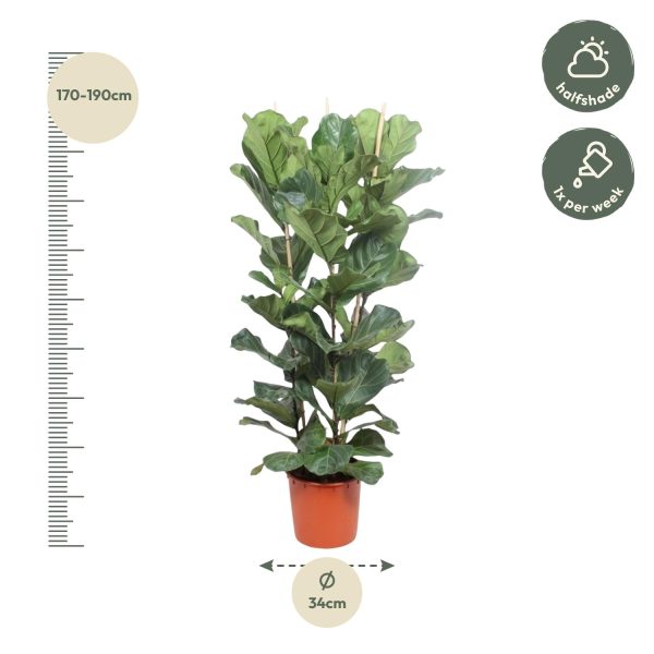 Ficus Lyrata Struik ↨180cm-ø30cm - Afbeelding 2