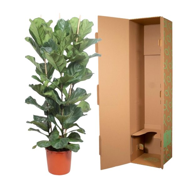 Ficus Lyrata Struik ↨180cm-ø30cm - Afbeelding 3