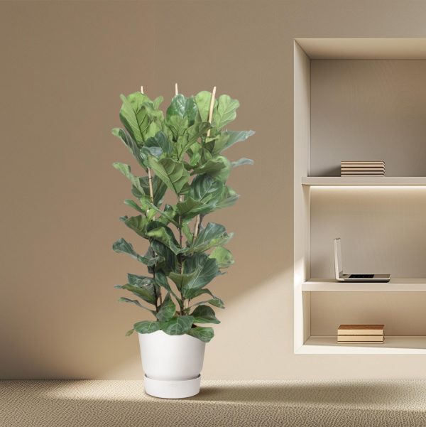 Ficus Lyrata Struik ↨180cm-ø30cm - Afbeelding 4