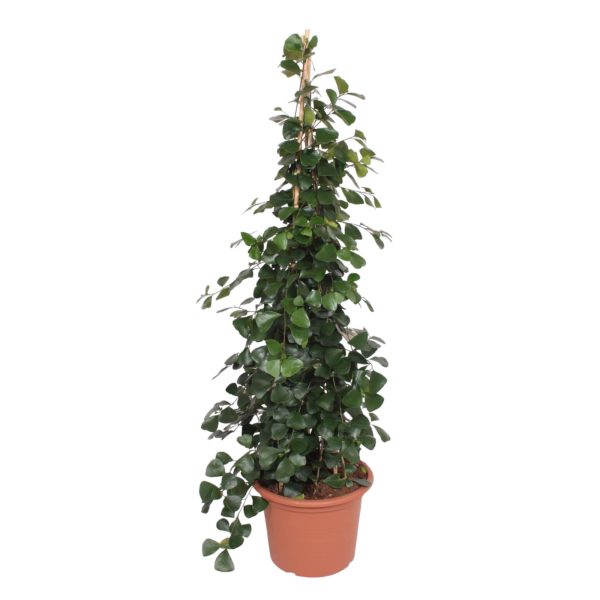 Ficus Trinova pyramide ↨240cm-ø50cm
