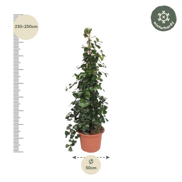 Ficus Trinova pyramide ↨240cm-ø50cm - Afbeelding 2