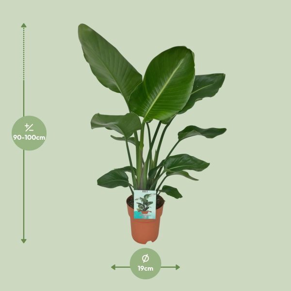 Strelitzia Nicolai ↨80cm-ø19cm - Afbeelding 2