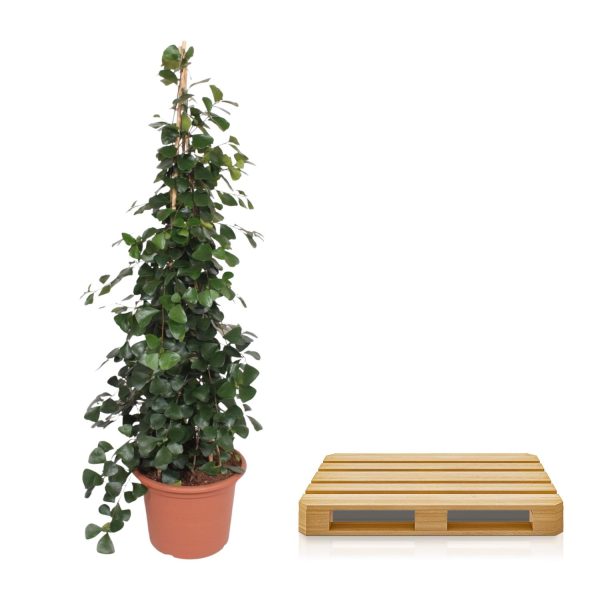 Ficus Trinova pyramide ↨240cm-ø50cm - Afbeelding 3