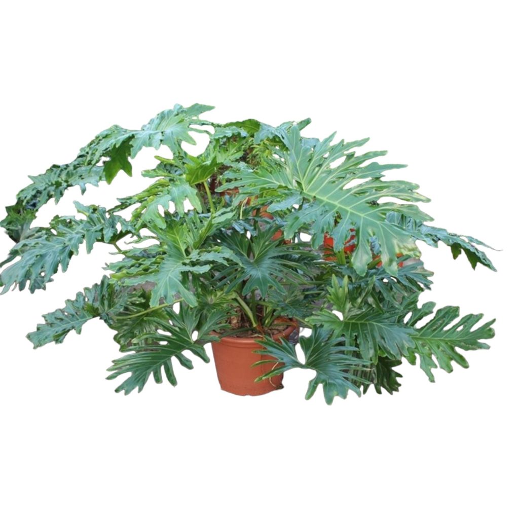 Philodendron Selloum met grote glanzende geveerde bladeren