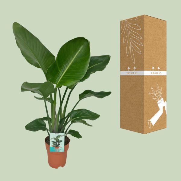 Strelitzia Nicolai ↨80cm-ø19cm - Afbeelding 3
