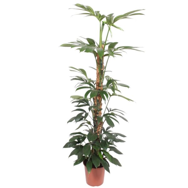 Philodendron Dragon Tail ↨150cm-ø27cm