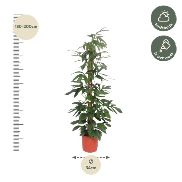 Philodendron Dragon Tail ↨190cm-ø34cm - Afbeelding 2