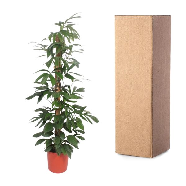 Philodendron Dragon Tail ↨190cm-ø34cm - Afbeelding 3
