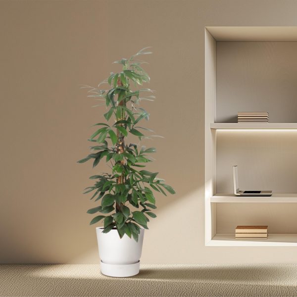 Philodendron Dragon Tail ↨190cm-ø34cm - Afbeelding 4