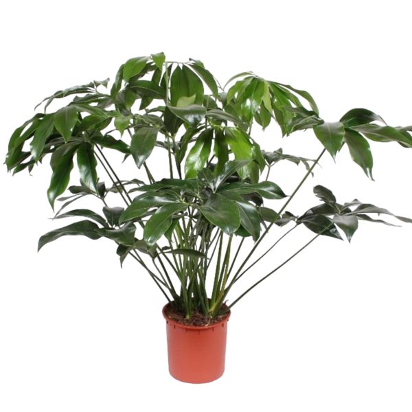 Philodendron Green Wonder ↨140cm-ø34cm