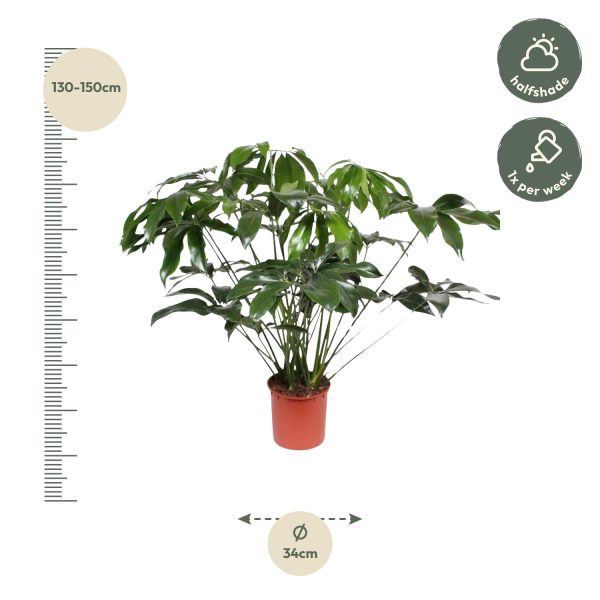 Philodendron Green Wonder ↨140cm-ø34cm - Afbeelding 2
