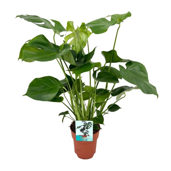Monstera Minima ↨25cm-ø15cm Monstera Deliciosa ↨65cm-ø21cm