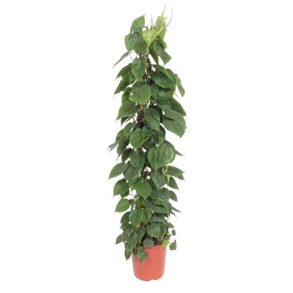 Philodendron Scandens op rek ↨150cm-ø27cm