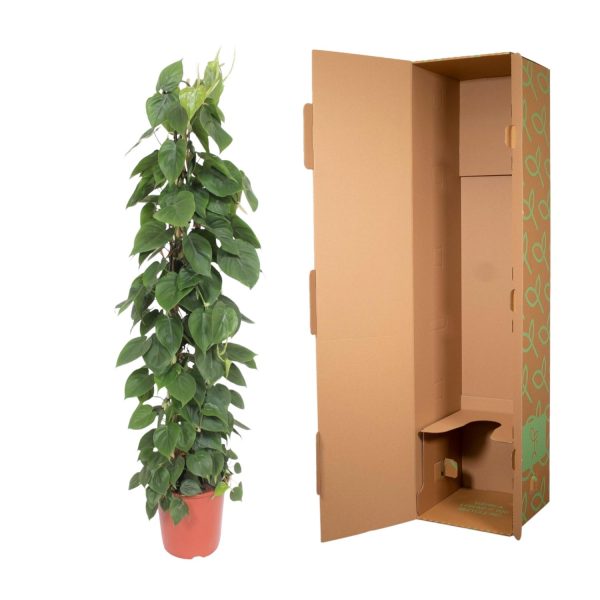 Philodendron Scandens op rek ↨150cm-ø27cm - Afbeelding 3