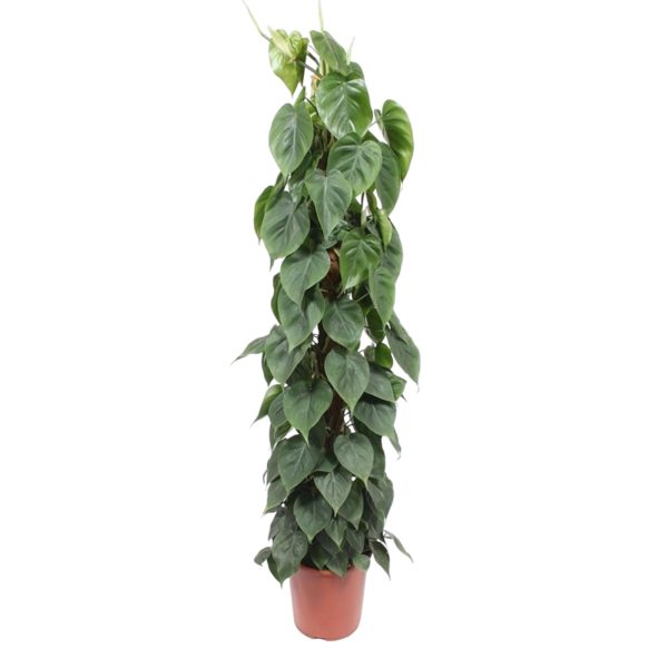 Philodendron Scandens op stok ↨150cm-ø27cm