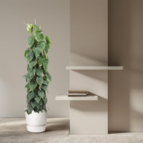 Philodendron Scandens op stok ↨150cm-ø27cm - Afbeelding 4