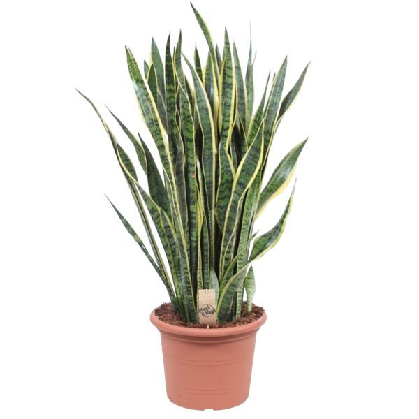Sansevieria Laurentii ↨100cm-ø35cm