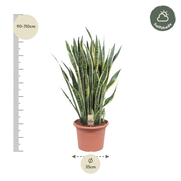 Sansevieria Laurentii ↨100cm-ø35cm - Afbeelding 2